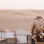 Своя лекция Зачем нам нужен Восток?