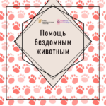 Как это делается? Помощь бездомным животным