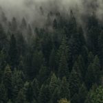 Своя лекция «Как горожанам сохранить лес?»