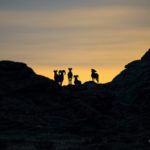 Своя лекция «Фотопутешествие к вершинам»